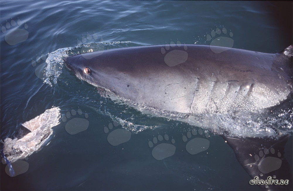 Grand requin blanc nage au large de Gansbaai