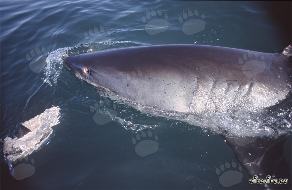 Maestoso squalo bianco nuota al largo della costa di Gansbaai