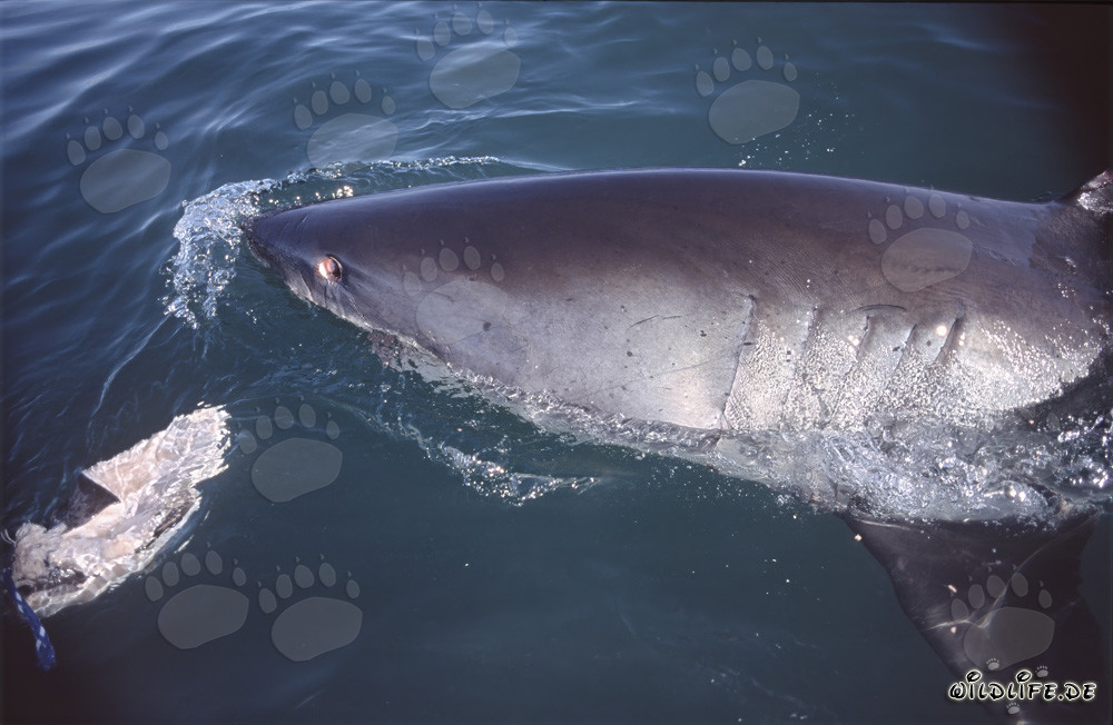 Majestätischer Weißer Hai schwimmt vor der Küste von Gansbaai