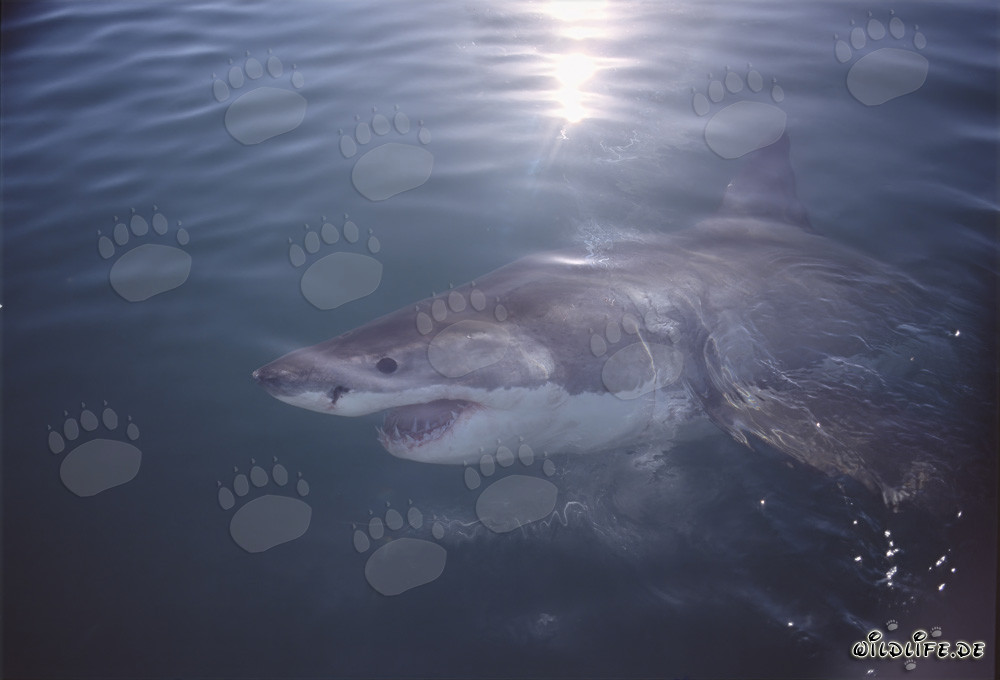 Fascinant Grand Requin Blanc au large des côtes sud-africaines