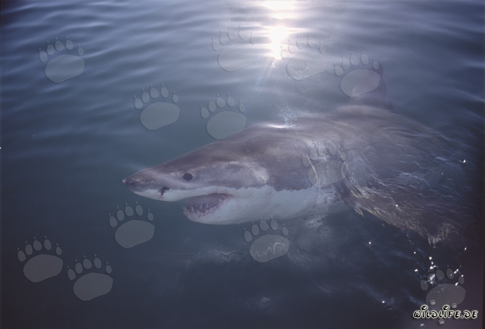 Affascinante Grande Squalo Bianco al largo delle coste sudafricane