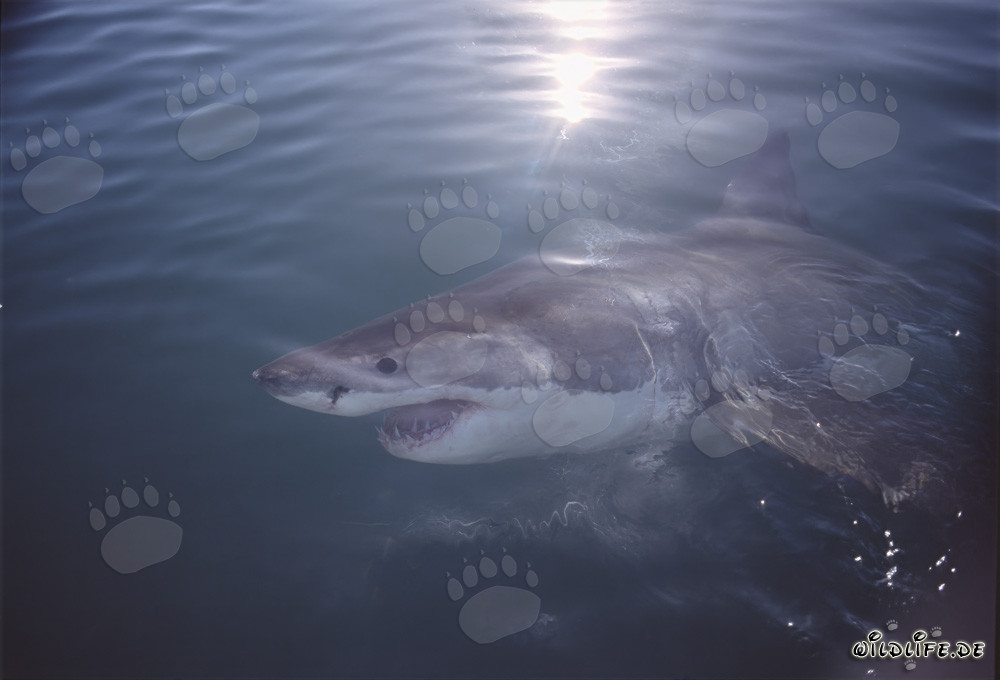 Fascinating Great White Shark off the Coast of South Africa
