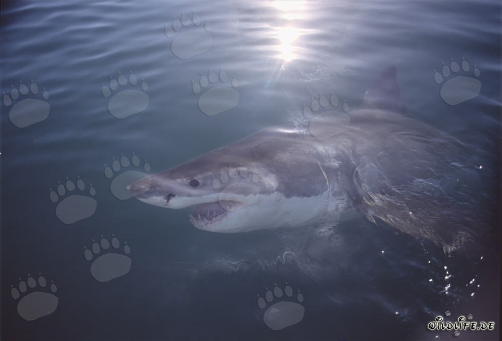 Faszinierender Großer Weißer Hai vor der Küste Südafrikas