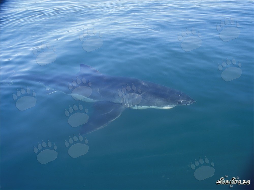 Great white shark observing boat in South Africa