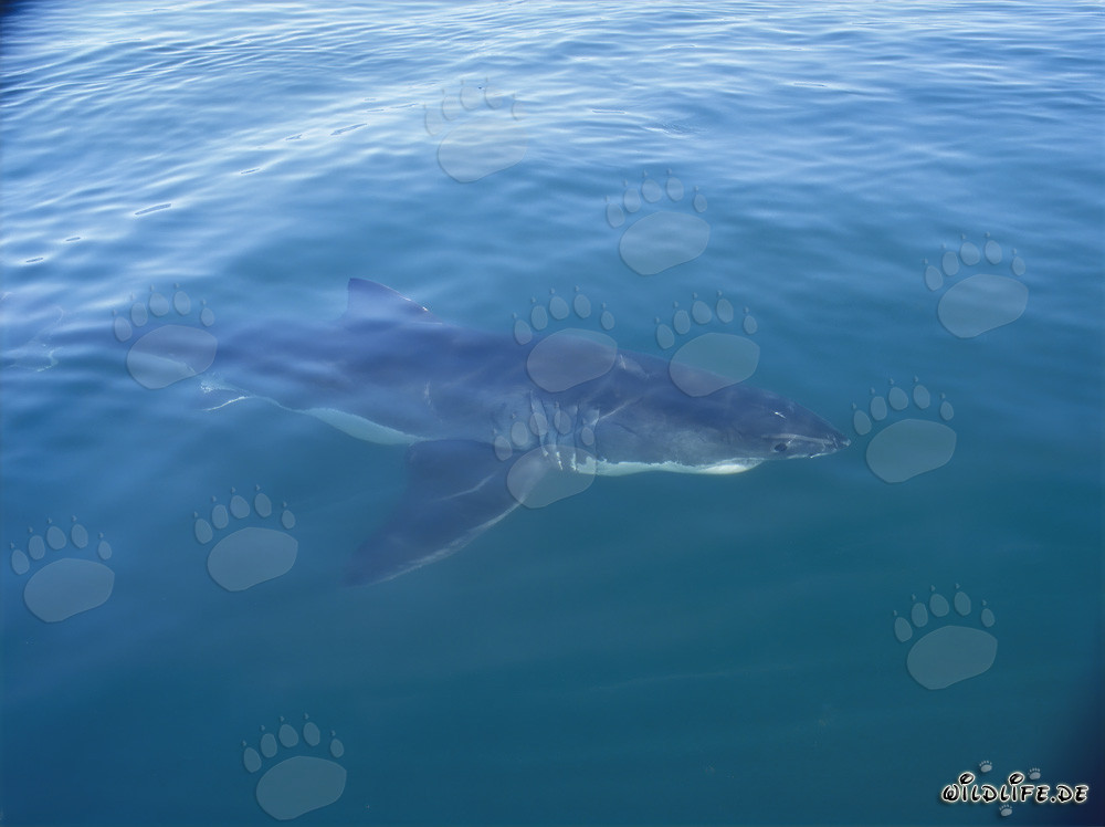 Grand requin blanc observé près d'un bateau en Afrique du Sud