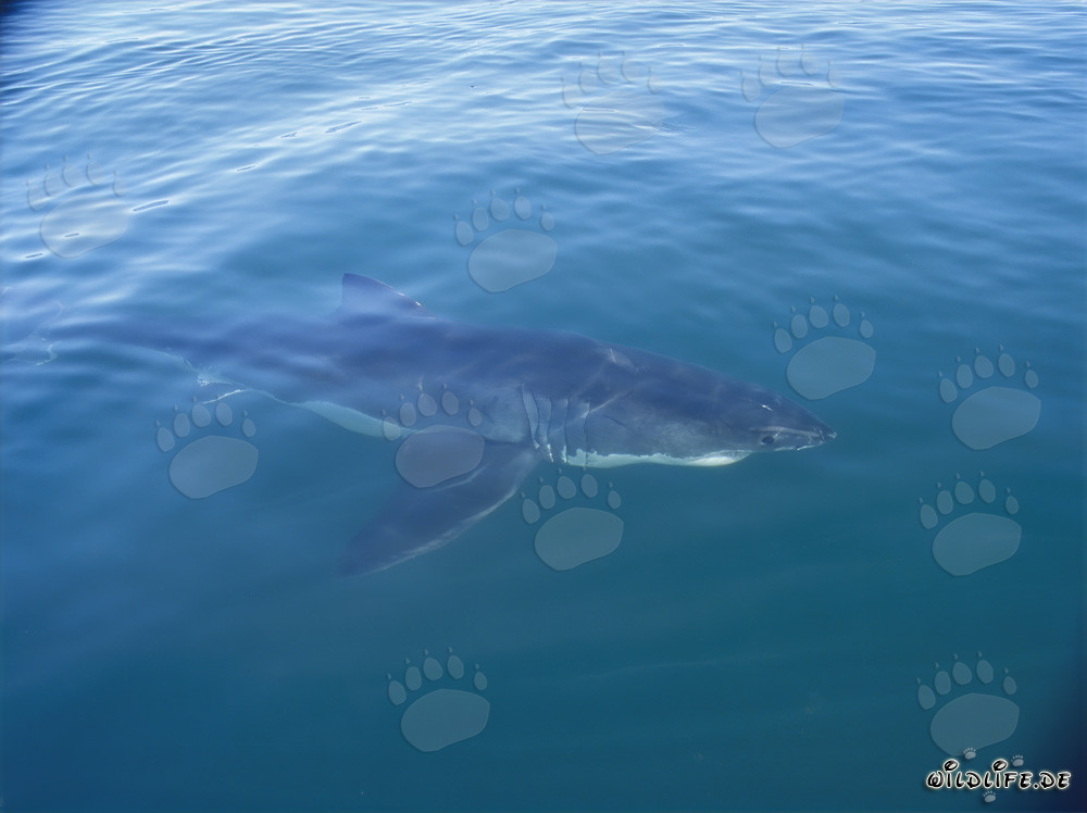 Grande squalo bianco avvistato vicino a una barca in Sudafrica