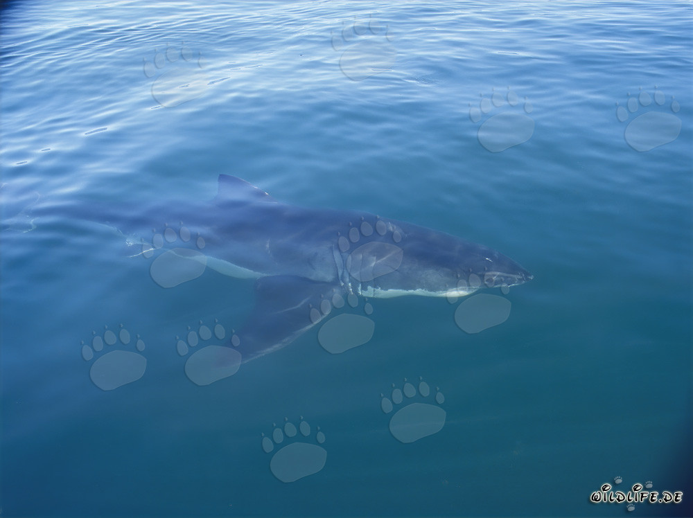 Gran tiburón blanco observado cerca de un barco en Sudáfrica