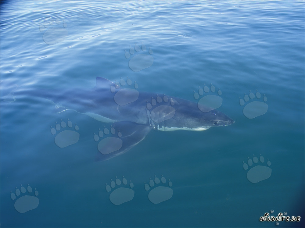 Großer Weißer Hai beobachtet Boot in Südafrika