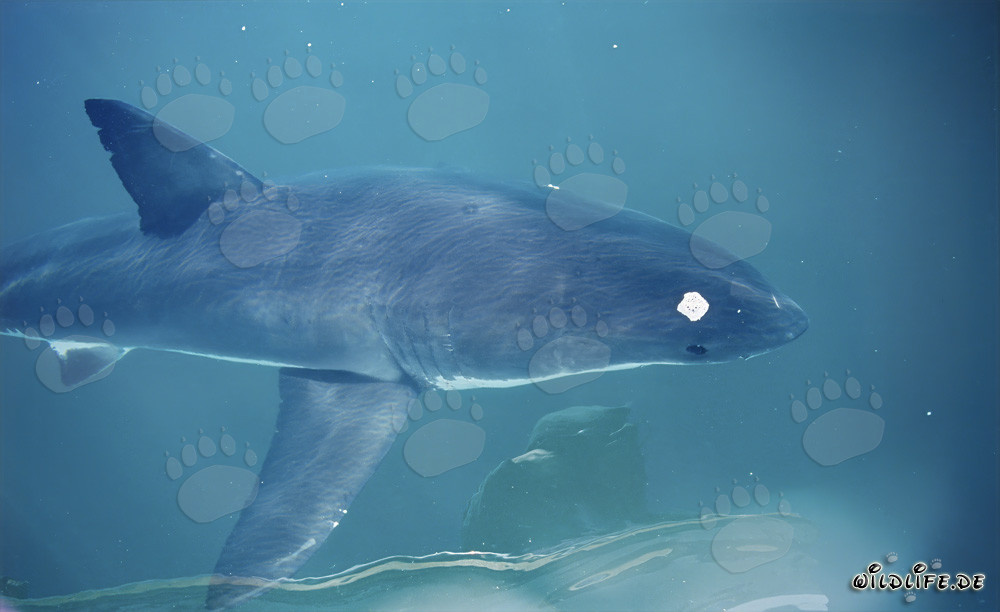 Giovane squalo bianco in superficie marina