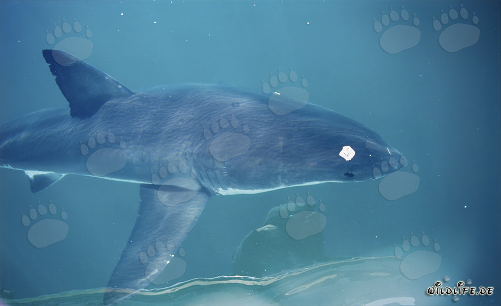 Jeune grand requin blanc à la surface de la mer