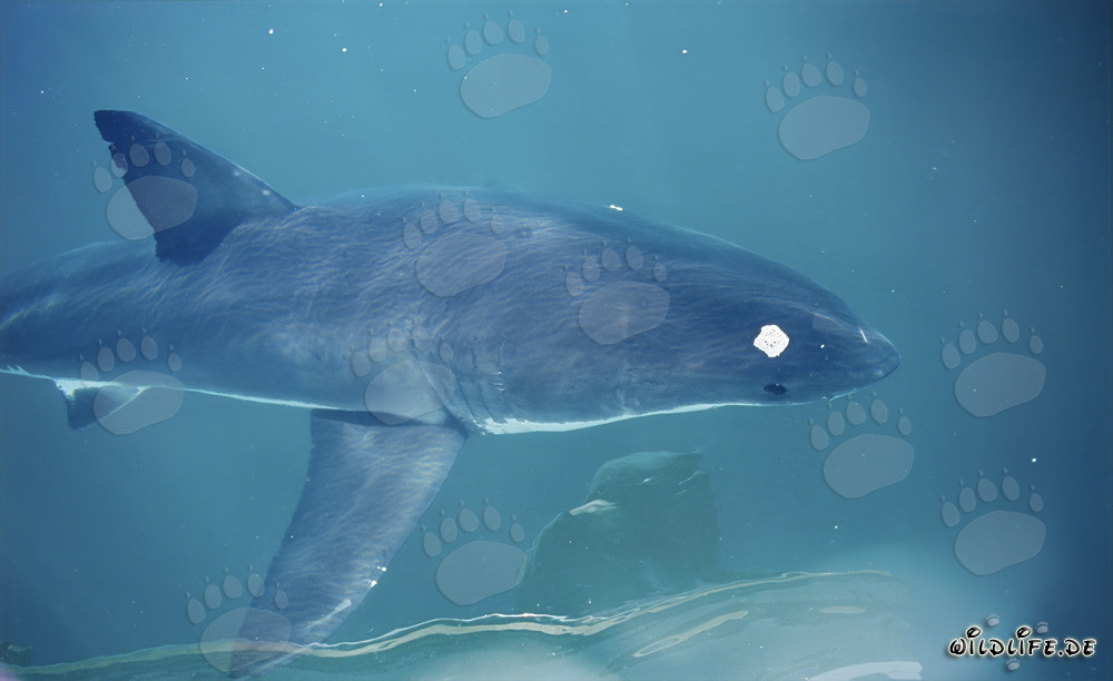 Joven tiburón blanco en la superficie del mar