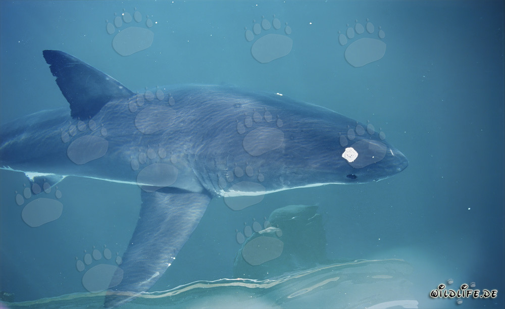 Young Great White Shark on the Surface of the Sea