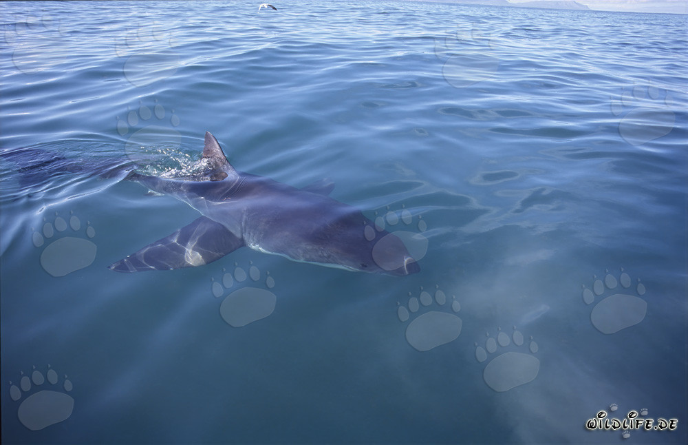 Grand requin blanc remarquable au large de Gansbaai