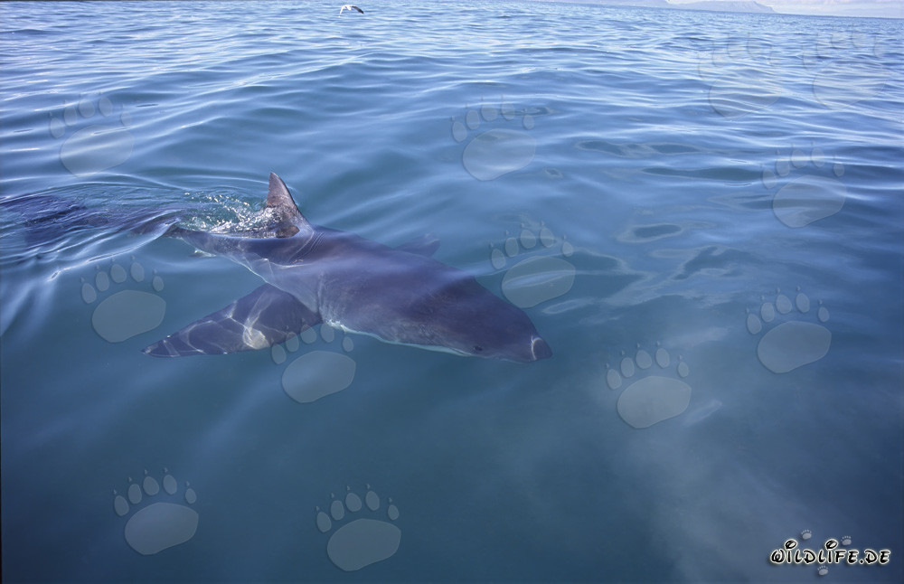 Grande squalo bianco di fronte alla costa di Gansbaai