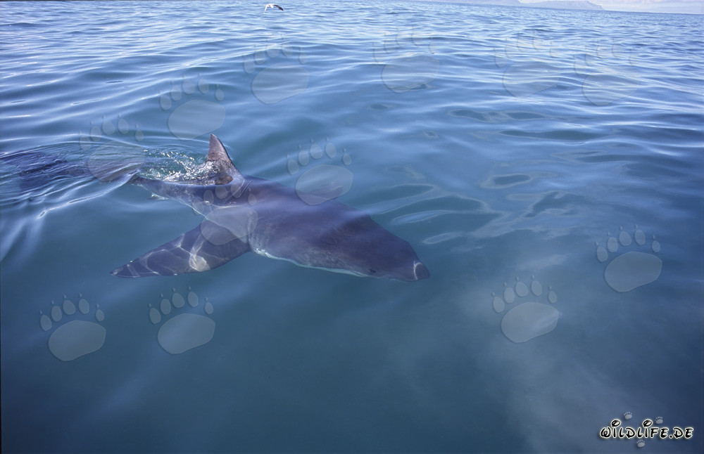 Gran tiburón blanco destacado frente a la costa de Gansbaai