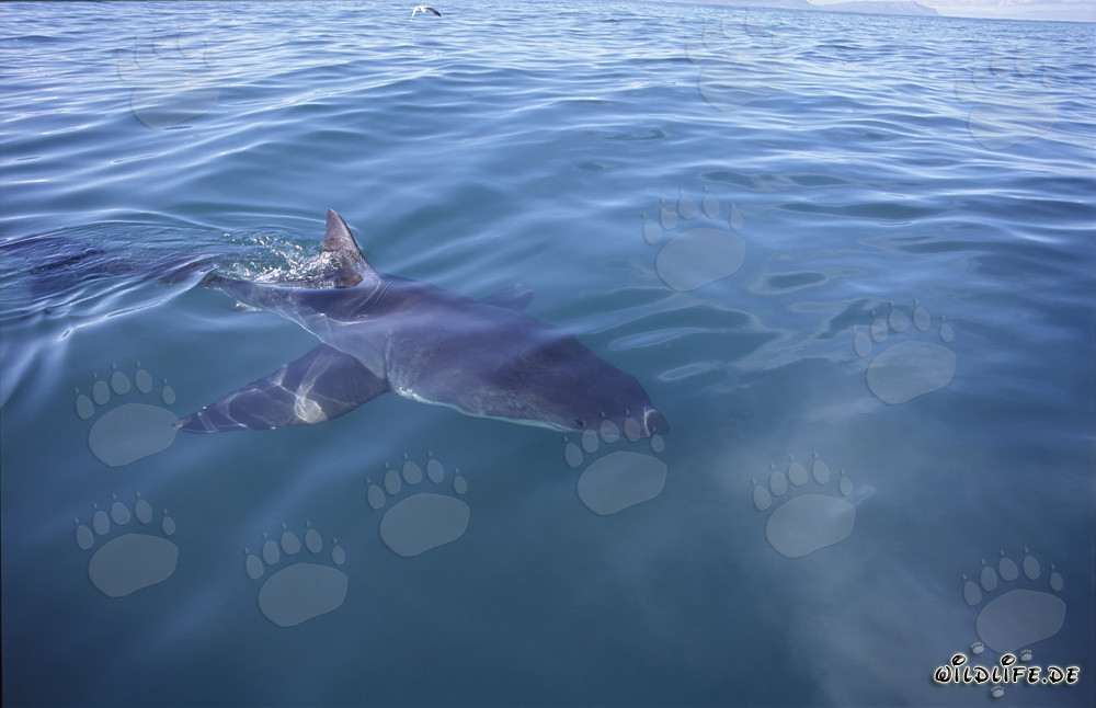 Markanter Weißer Hai vor der Küste von Gansbaai