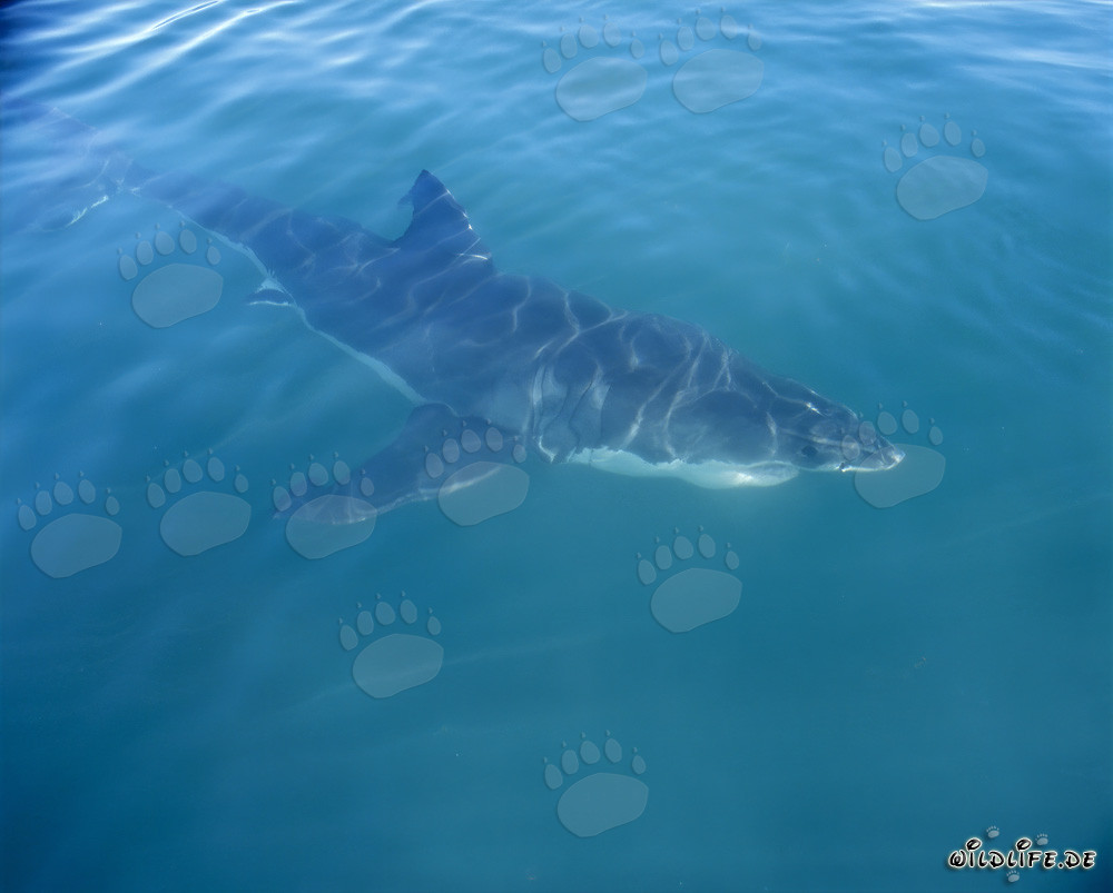 Cazador perfecto: El gran tiburón blanco frente a la costa de Gansbaai