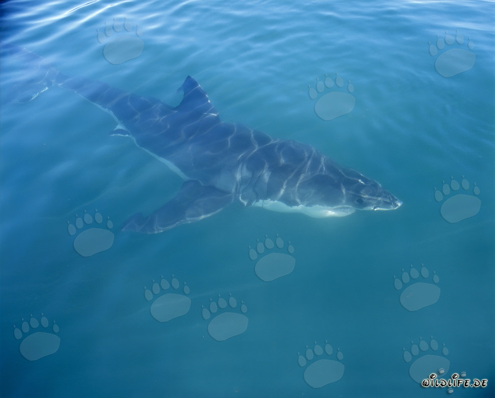 Chasseur parfait : Le grand requin blanc au large de Gansbaai