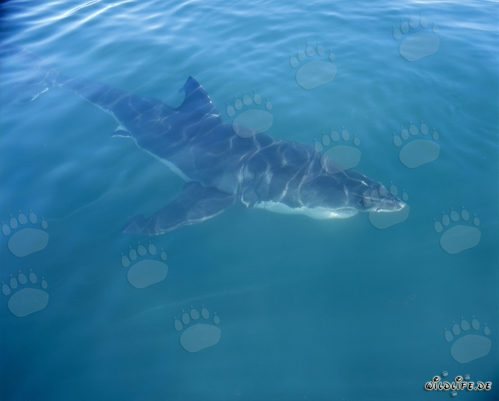 Perfect Hunter: The Great White Shark off the coast of Gansbaai