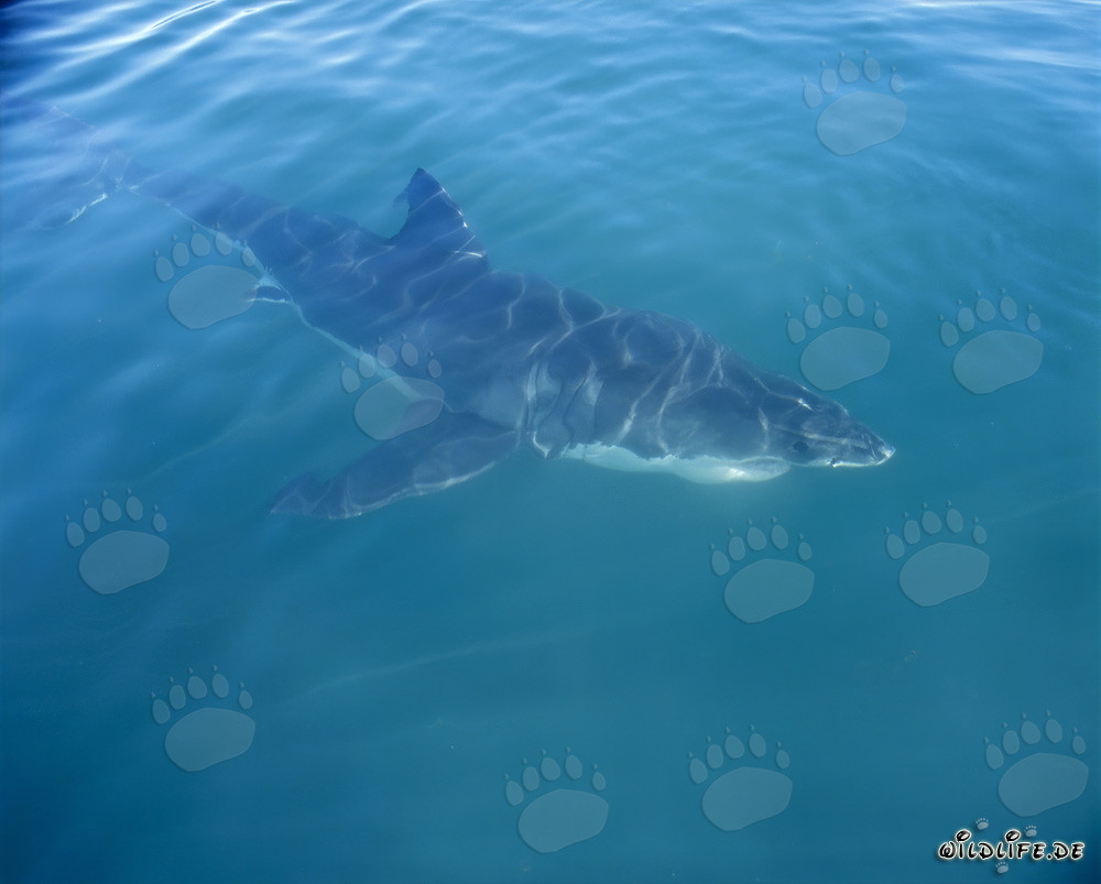 Cacciatore perfetto: Lo squalo bianco al largo di Gansbaai