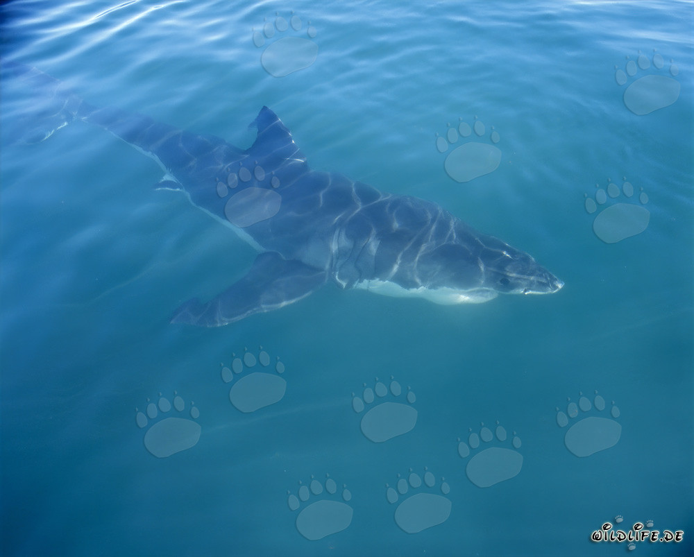 Perfekter Jäger: Der Weiße Hai vor der Küste von Gansbaai