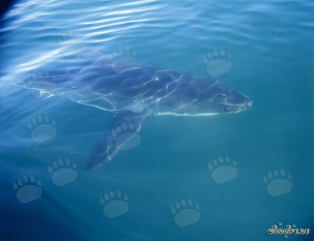 Un majestueux grand requin blanc accompagne notre bateau au large des côtes sud-africaines