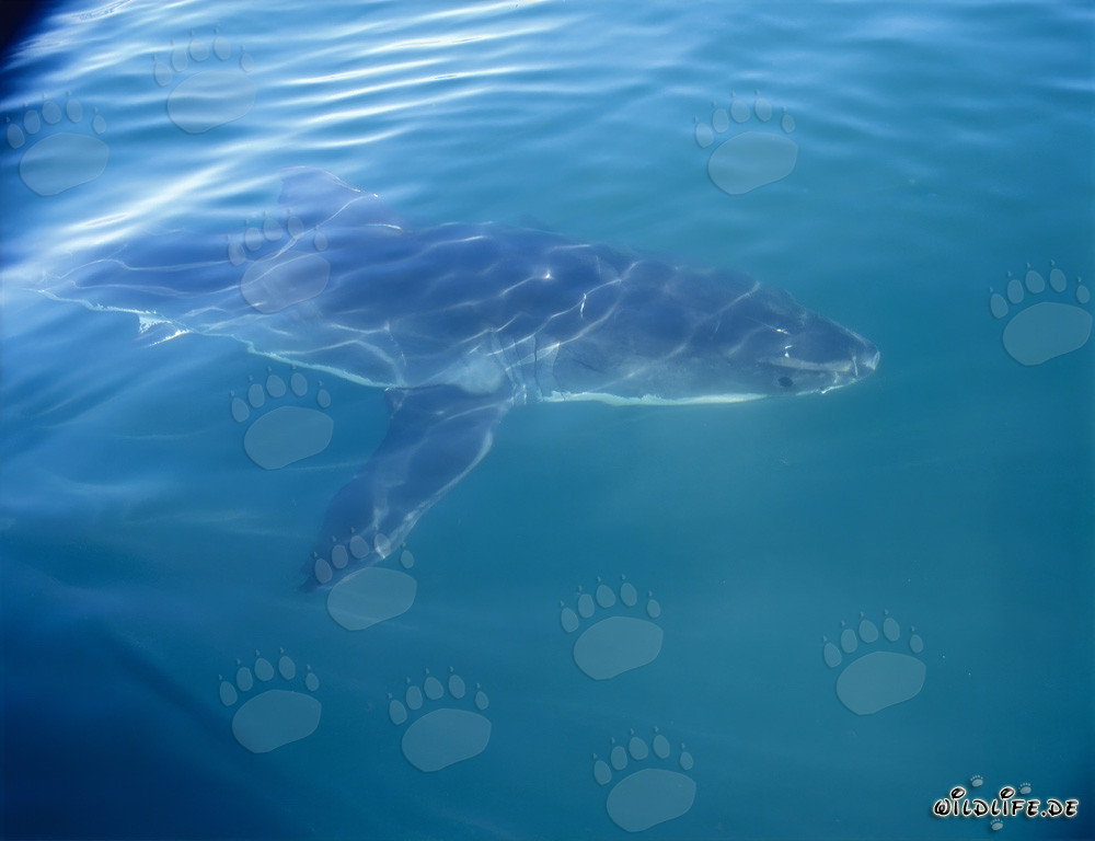 A majestic great white shark accompanies our boat off the coast of South Africa