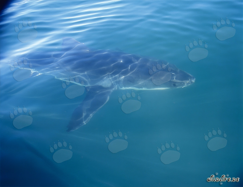 Uno squalo bianco maestoso accompagna la nostra barca al largo della costa sudafricana