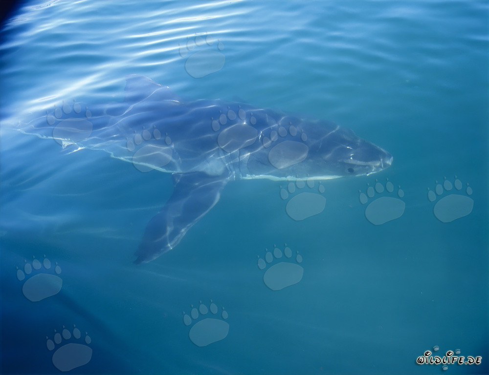 Un majestuoso tiburón blanco acompaña nuestro barco frente a la costa de Sudáfrica