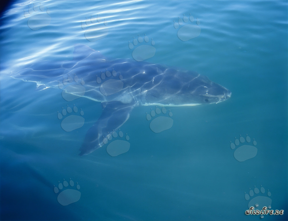 Ein majestätischer Weißer Hai begleitet unser Boot vor der Küste Südafrikas