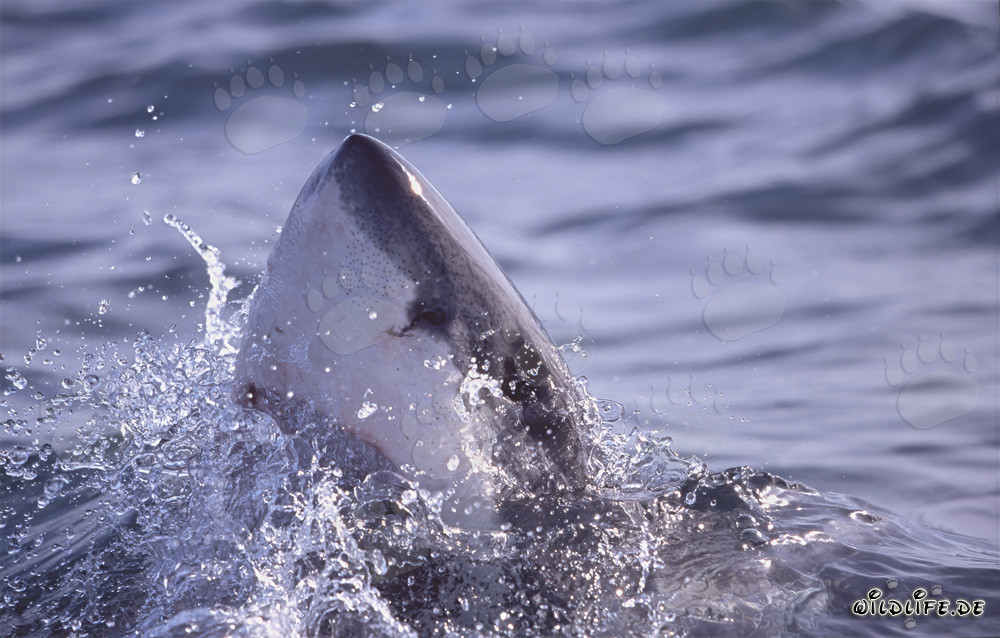 Grand requin blanc majestueux émerge des profondeurs