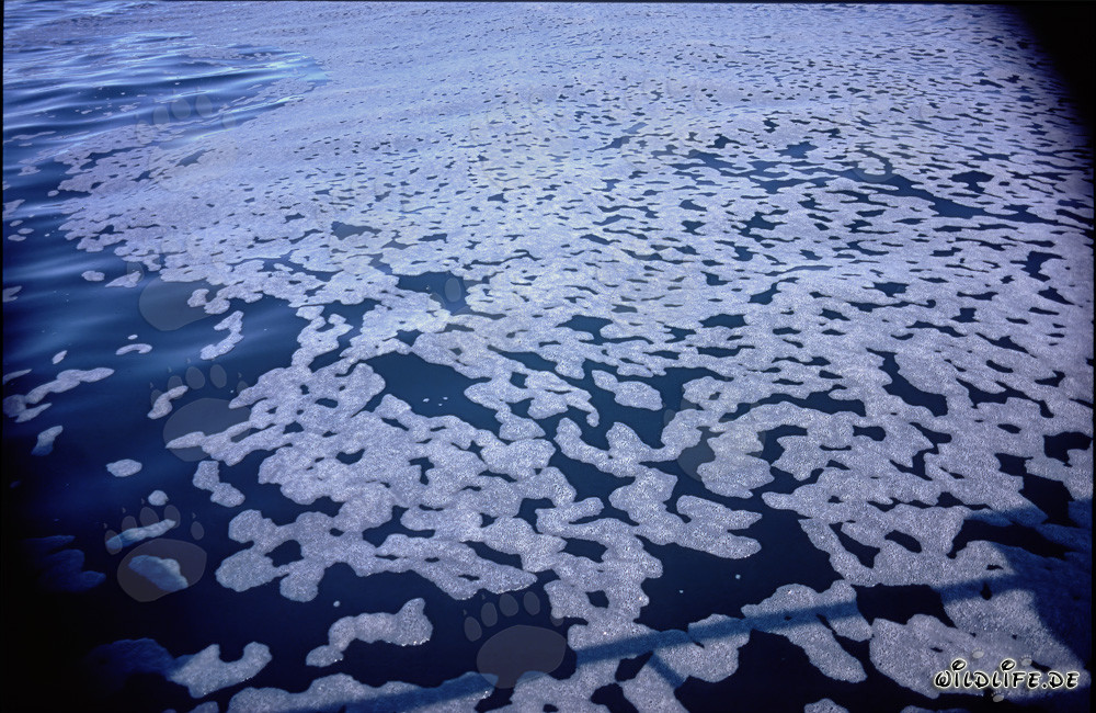 Fascinantes estructuras de espuma frente a la isla de Dyer