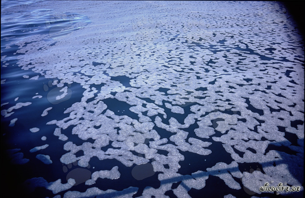Fascinating Foam Structures in front of Dyer Island