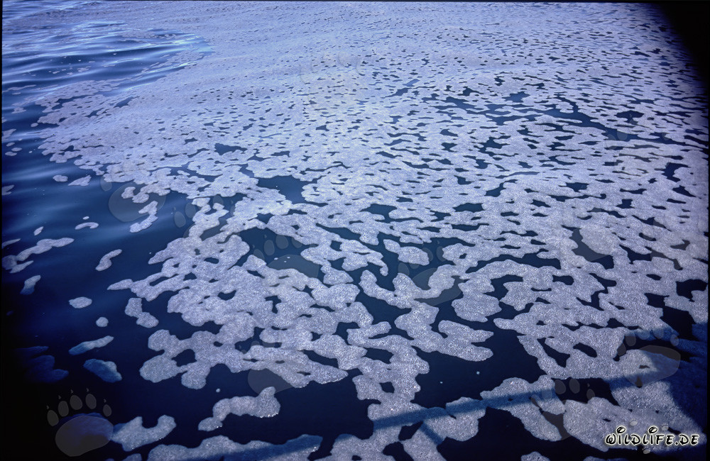 Structures de mousse fascinantes devant l'île de Dyer