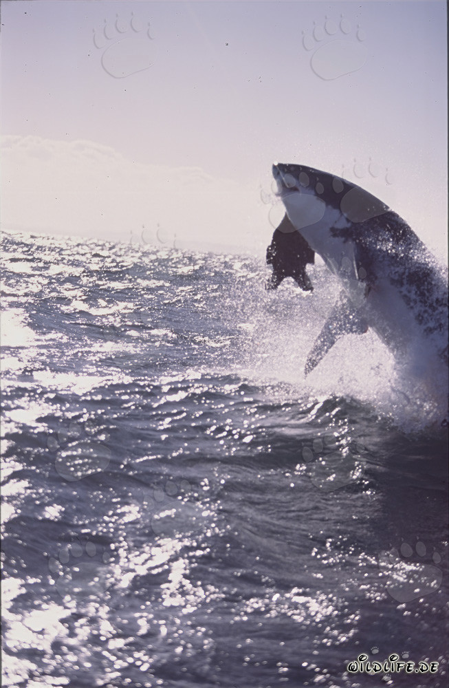 Grand requin blanc sautant dans la lumière du soir
