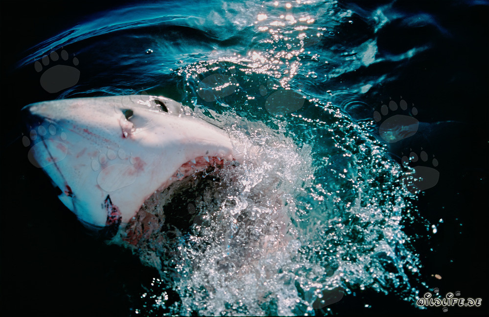 Imposanter Weißer Hai durchbricht die Meeresoberfläche