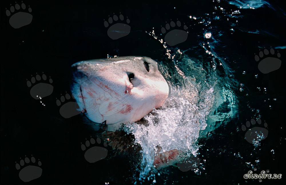 Grand requin blanc émerge de la mer