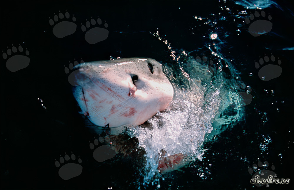 Impressive Great White Shark Emerges from the Sea