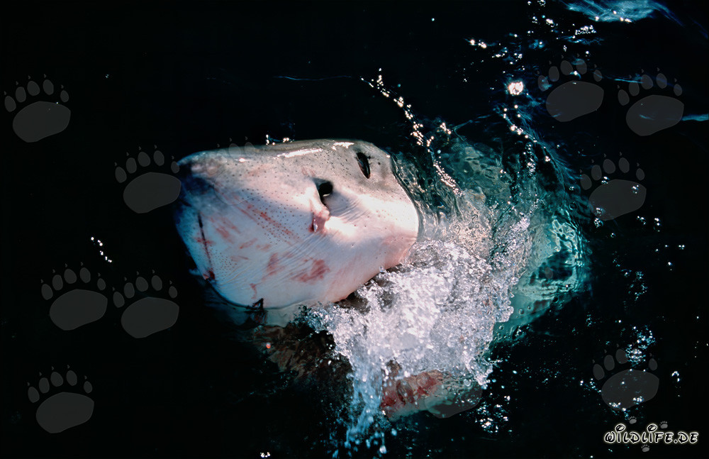 Imponente squalo bianco emerge dal mare