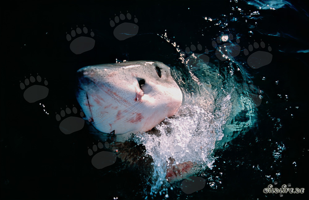 Impresionante tiburón blanco emerge del mar