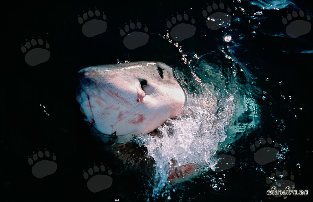 Imposanter Weißer Hai bricht aus dem Meer hervor