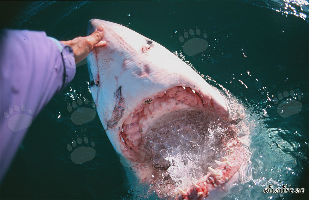 Contact manuel avec le grand requin blanc - Une rencontre courageuse dans l'océan