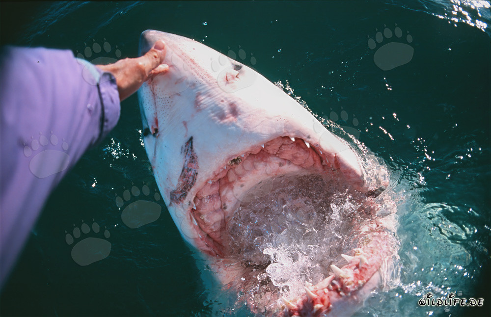 Contacto manual con el tiburón blanco - Un encuentro valiente en el océano