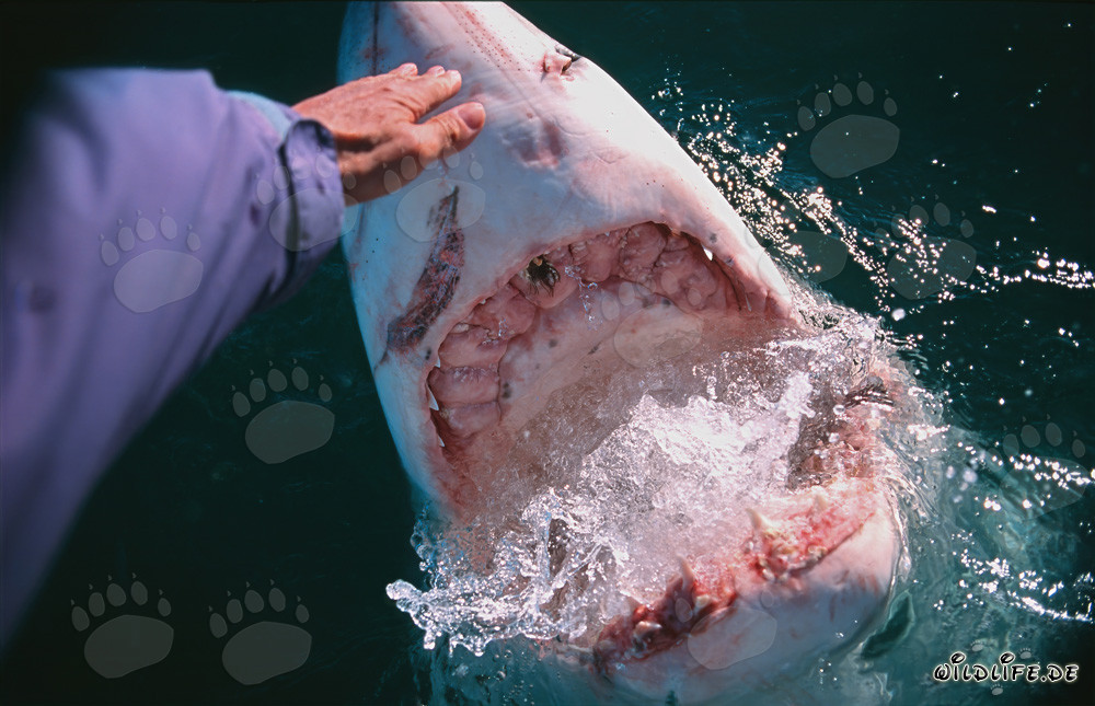 Hand Contact with a Great White Shark
