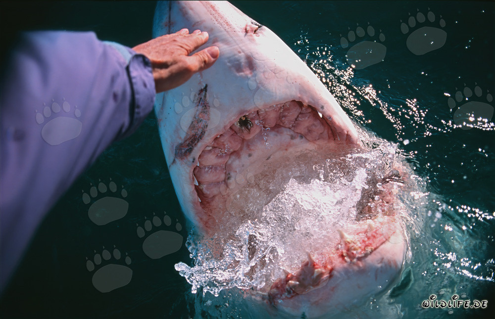 Contact manuel avec un grand requin blanc