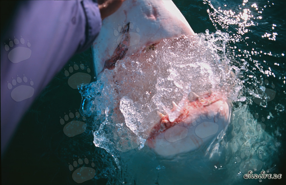 Rencontre fascinante avec un grand requin blanc devant Gansbaai