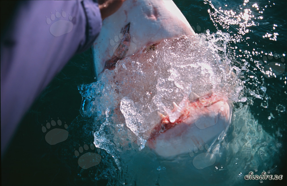 Fascinating Encounter with a Great White Shark off Gansbaai