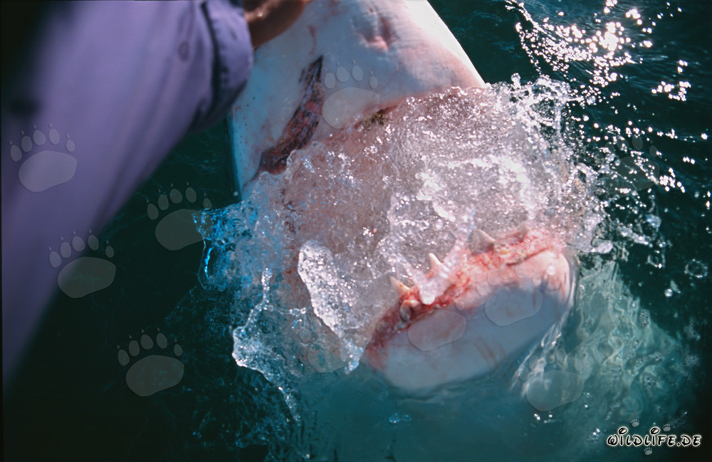 Incontro affascinante con uno squalo bianco di fronte a Gansbaai