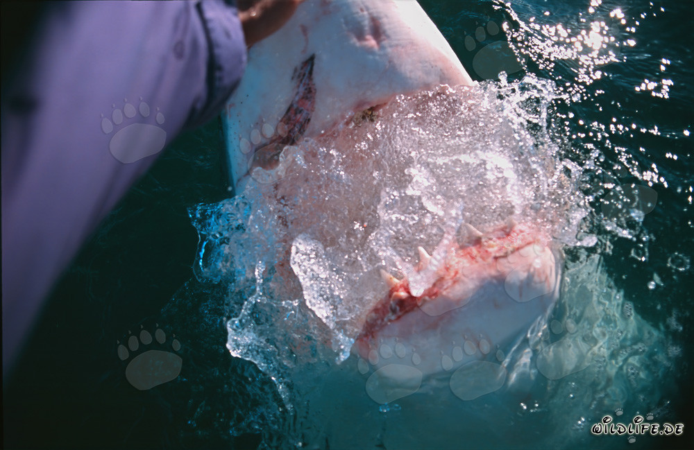 Encuentro fascinante con un tiburón blanco frente a Gansbaai