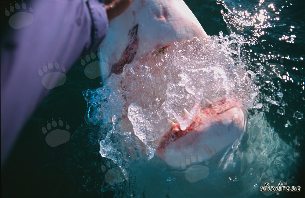 Ein unvergesslicher Moment mit einem Weißen Hai in Südafrika